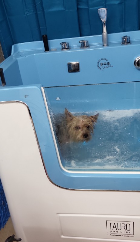 Centre de balnéothérapie avec eau enrichie à  l'ozone pour chien à Marseille